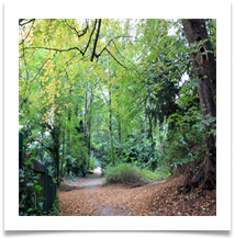 Jan H AUTUMN WALK